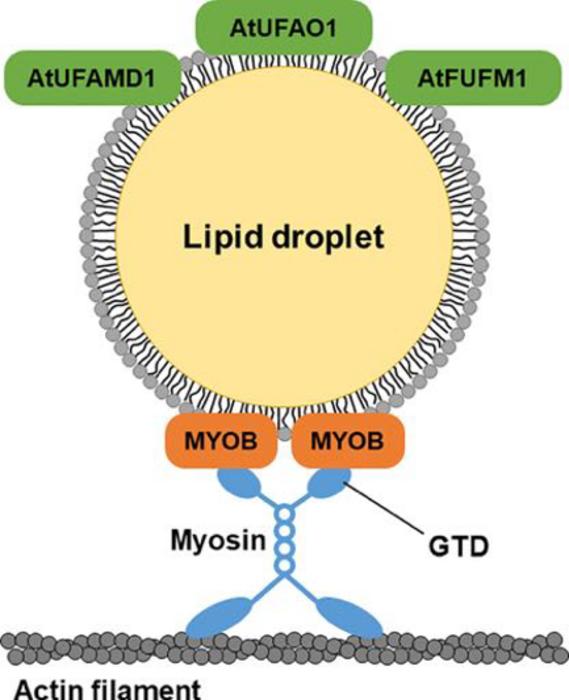A schematic representation of multiple unique plant proteins localized in lipid droplets on the leaves.
