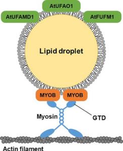 A schematic representation of multiple unique plant proteins localized in lipid droplets on the leaves.