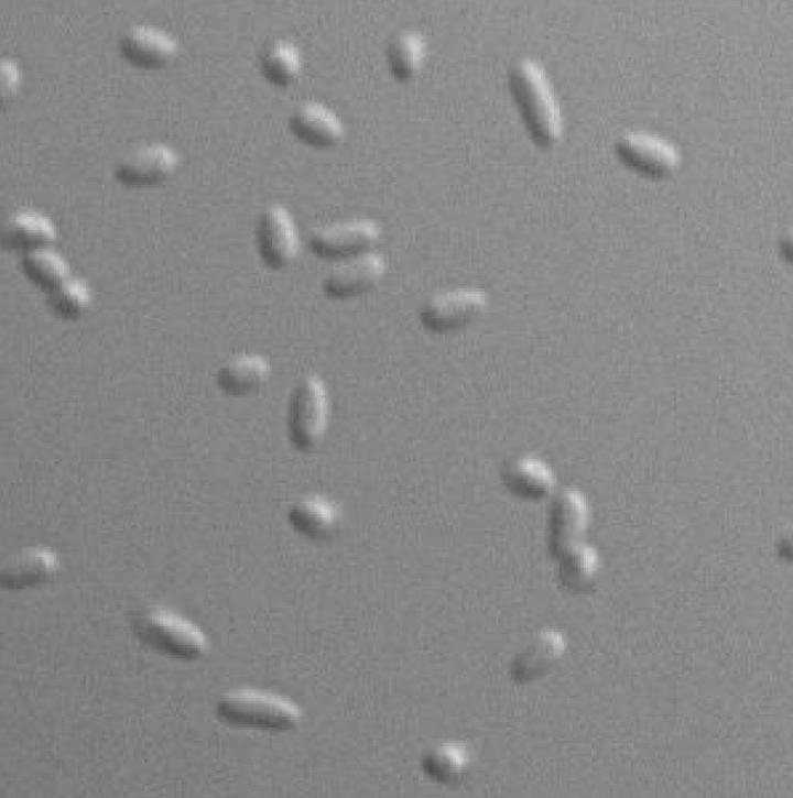 <i>Pseudomonas aeruginosa</i> Cells