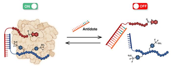 Illustration of the anticoagulant supramolecule