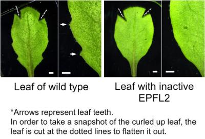Leaves of Wild Type and Those with Inactive EPFL2