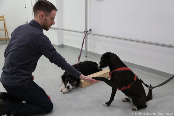 'Cooperative' and 'Independent' Dog Breeds May not React Differently to Unfair Outcomes