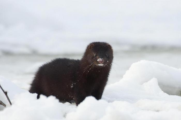 American mink