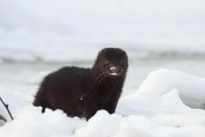 American mink