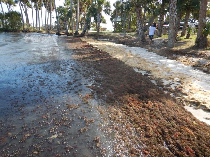 Blooms of Red Drift Macroalgae