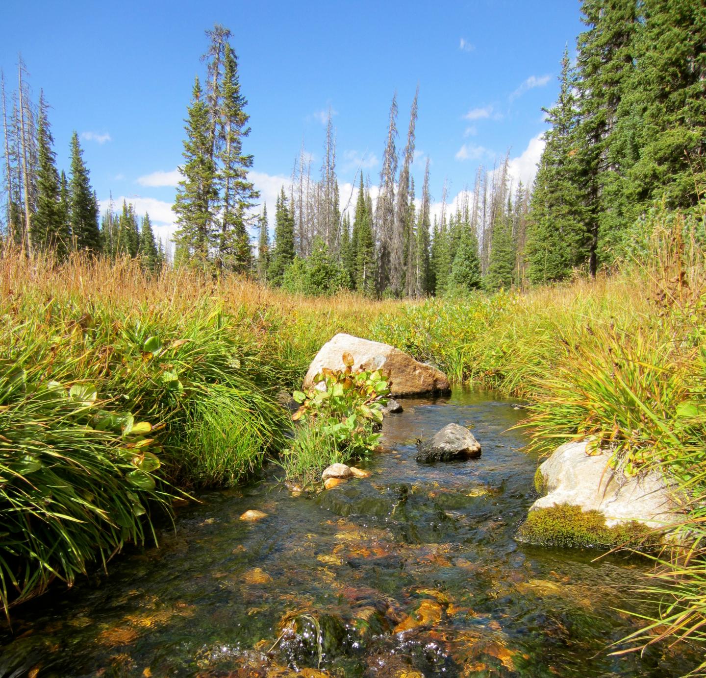 Freshwater Stream