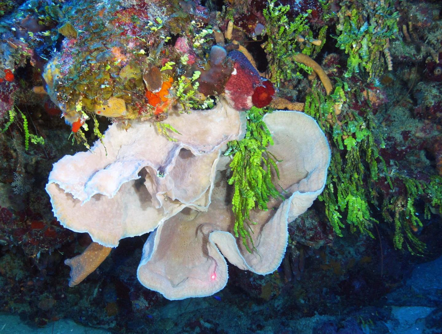 Cuba's Twilight Zone Reefs Expedition