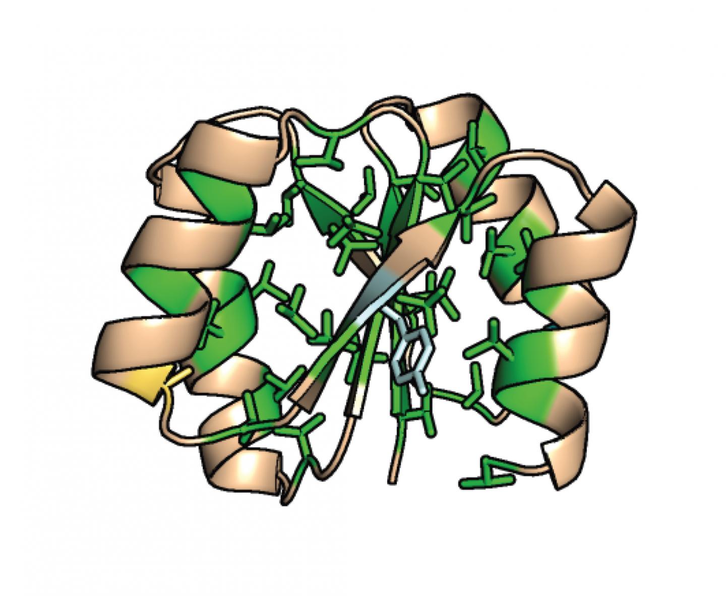 <i> De novo </i> protein