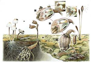 The mutualistic relationship between Gastrodia foetida and its pollinator.