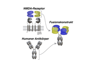 Structure of the fusion construct