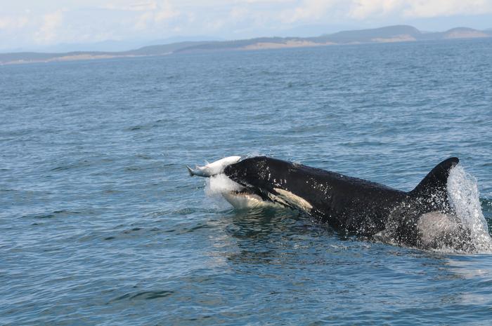 Orca hunting salmon 2