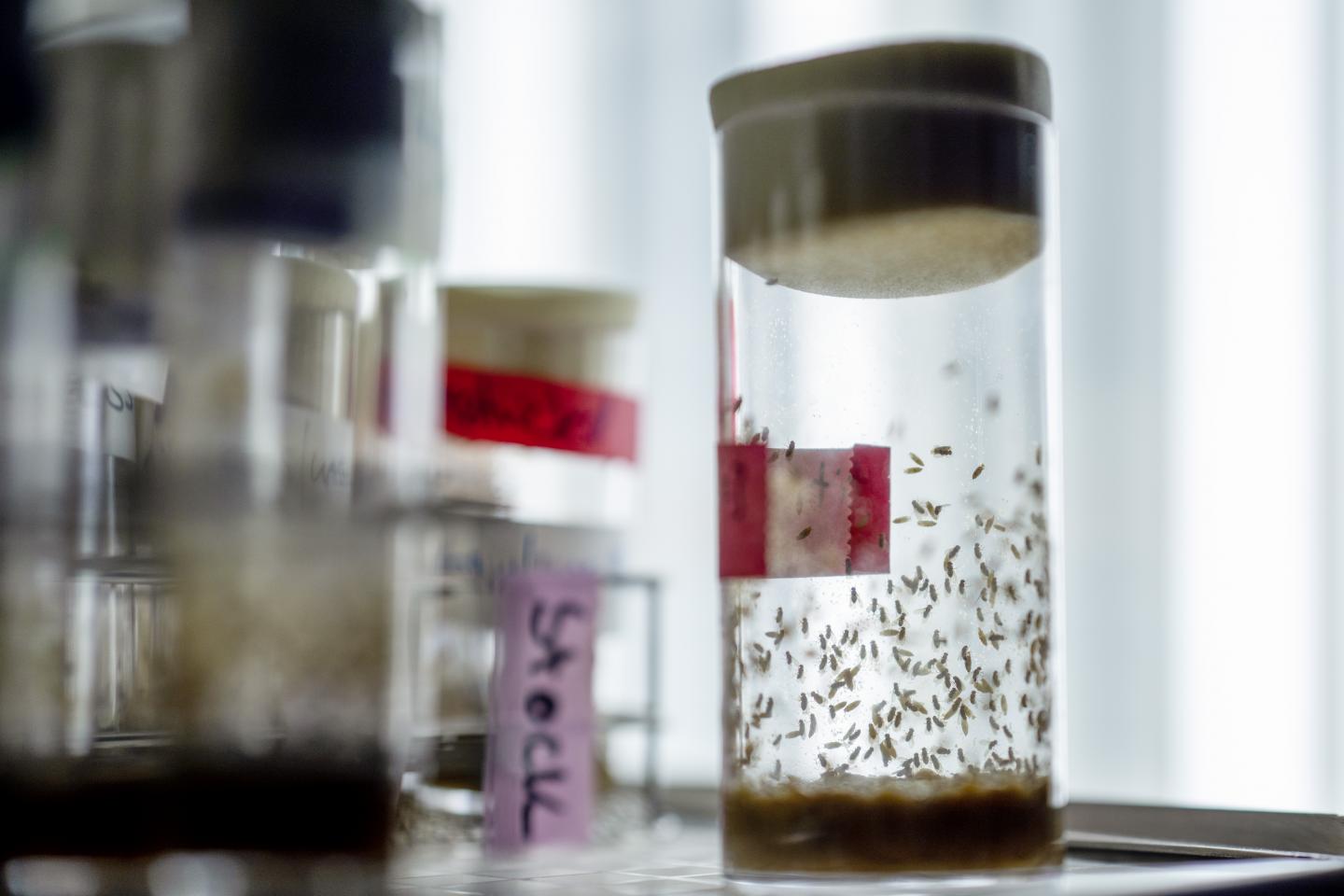 Cultivation of Drosophila Flies