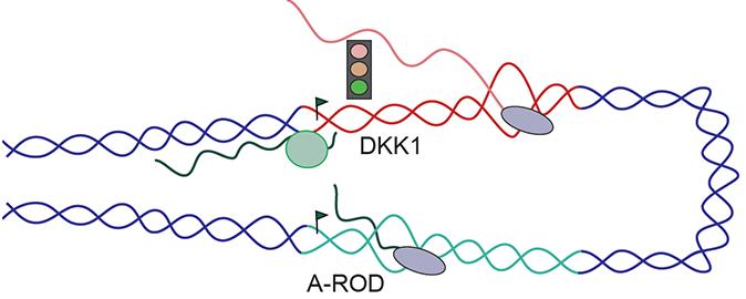 The Long Non-coding RNA Called A-ROD Functions as a Lasso to Recruit Proteins to the DKK1 Gene