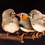 Parent Teaches Song to Young Zebra Finch