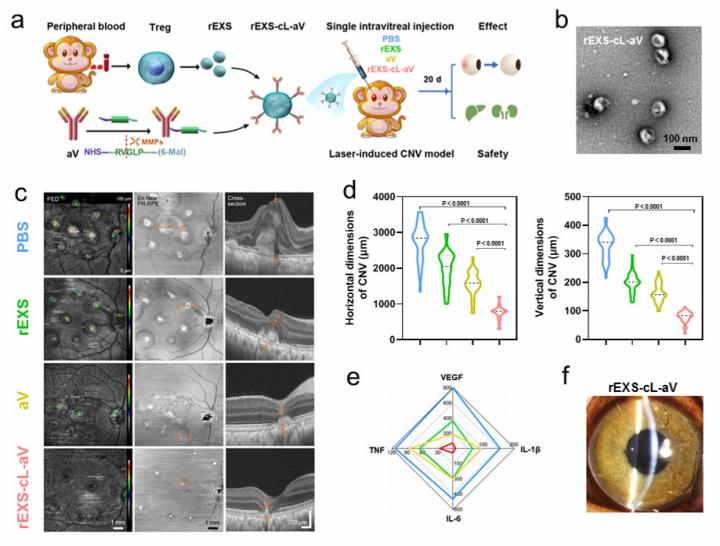 Therapeutic effects of rEXS-cL-aV in a CNV nonhuman primate model