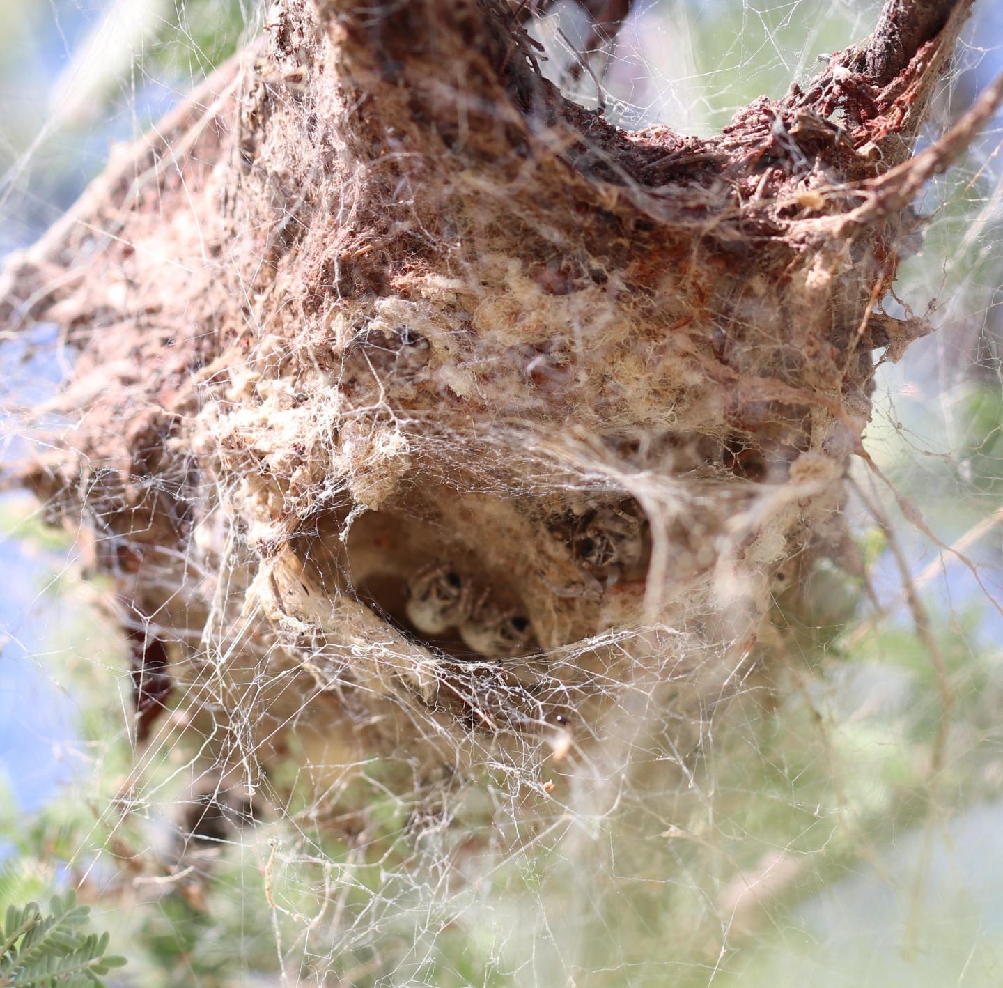 The Most Aggressive Spider Societies Are not Always the Ones that Flourish (2 of 3)