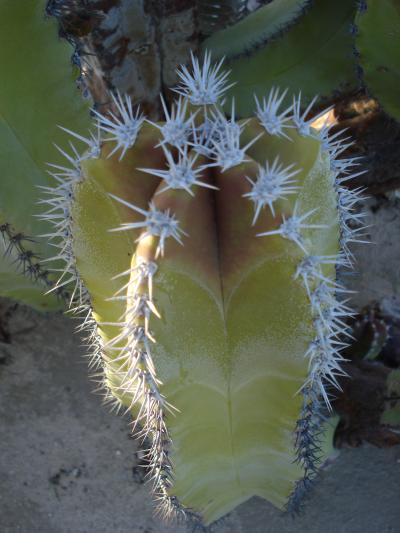 Mutations Explain Flies' Dependence on Unique Cactus (6 of 9)