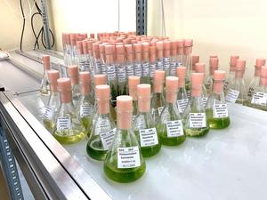 Liquid samples of different algal species