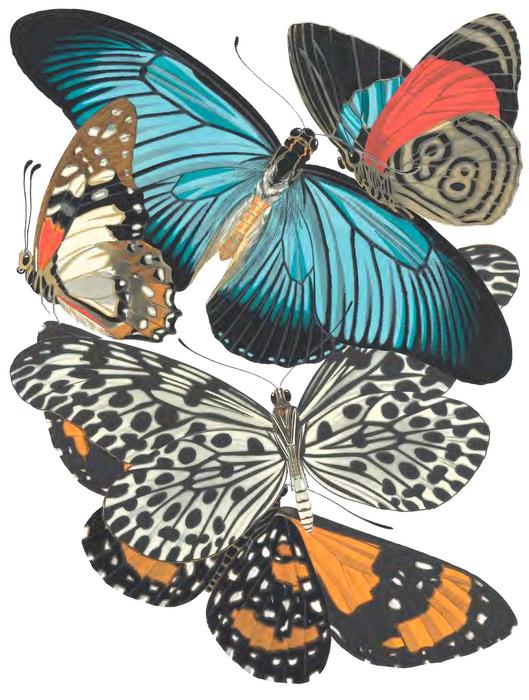 Butterflies