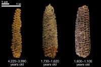 An Assortment of Corn Cobs of Varying Ages Found at the El Gigante Rock Shelter Site in Honduras