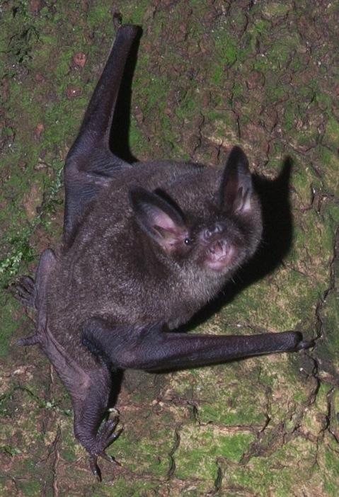 Male Lesser Short-Tailed Bat at His Singing Roost