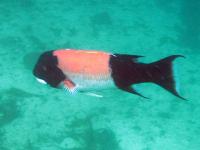 Understanding Role of Size-selective Fishing on California Sheephead May Inform Conservation (4 of 7)