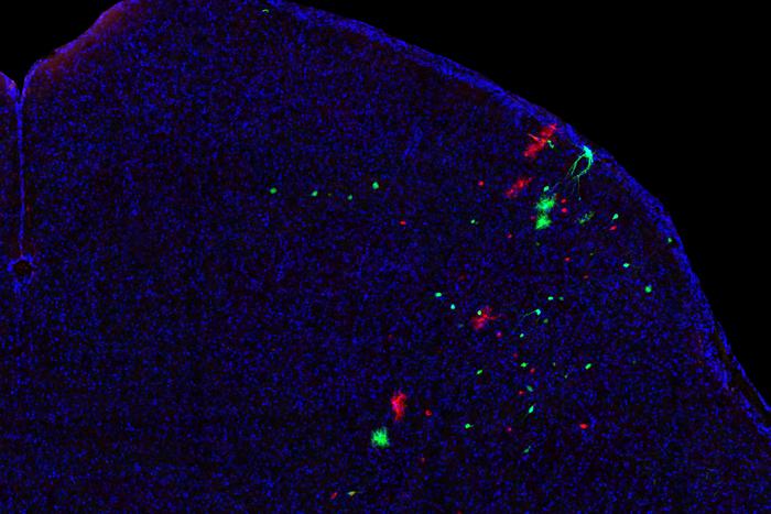 Cells of common origin in the superior colliculus marked by MADM.