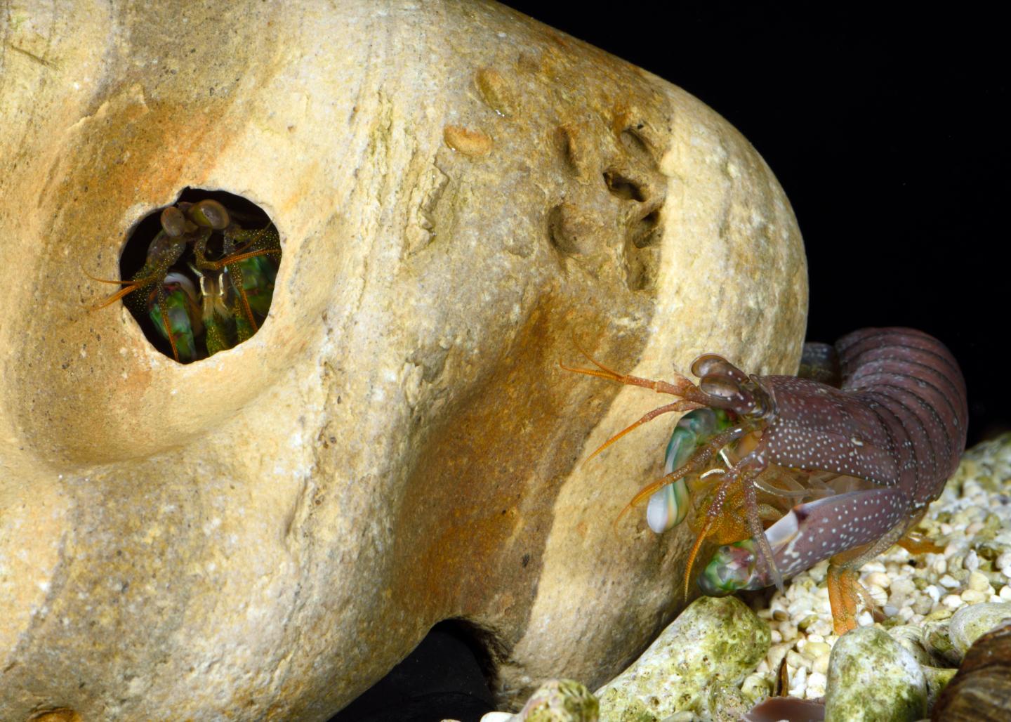 An intruder potentially assessing a burrow