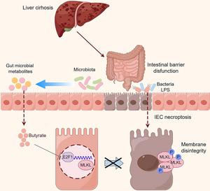 Sodium Butyrate Inhibits Necroptosis by Regulating MLKL via E2F1 in Intestinal Epithelial Cells of Liver Cirrhosis