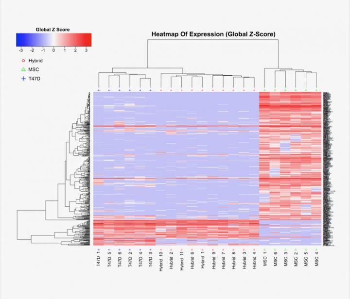 Hierarchical Clustering Analysis of Gene Expression in Tumor Cells, Hybrid Cells and Normal Tissue