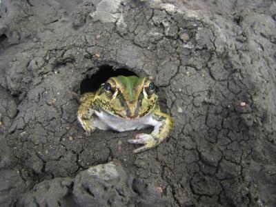 Burrowing Frog