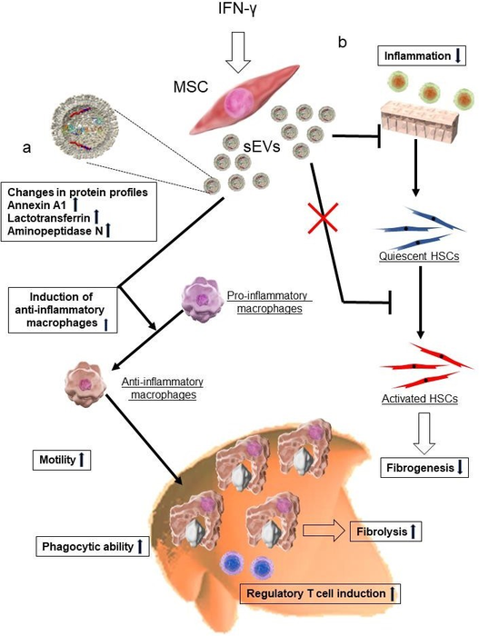 Summary of potential therapeutic effects of AD-MSC-γ-sEVs