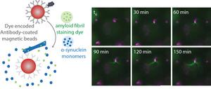 Digital seed amplification assays developed by Harvard researchers can detect and quantify minute amounts of a biomarker of Parkinson's disease