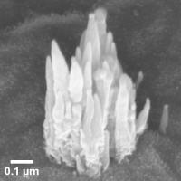 Carbon Nanofibers on Titanium Foil