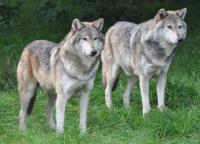 Image of Wolves