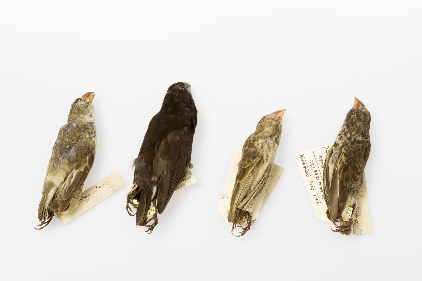 Galapagos Finch Specimens from the HMS Beagle's Second Voyage