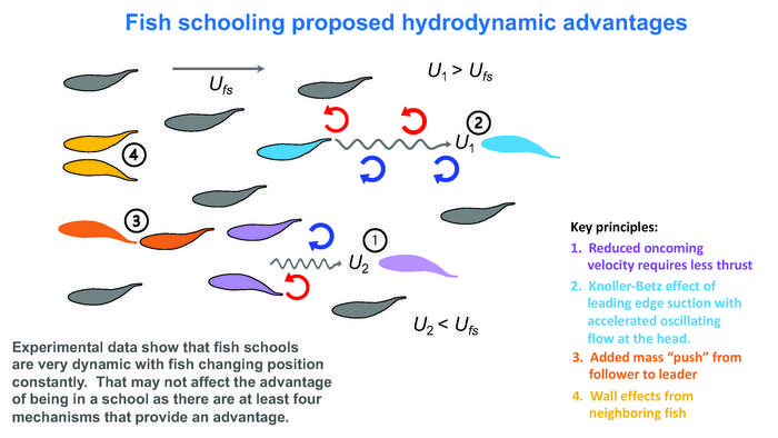 Schooling.ms1.suppl.overview.graphic.jpg