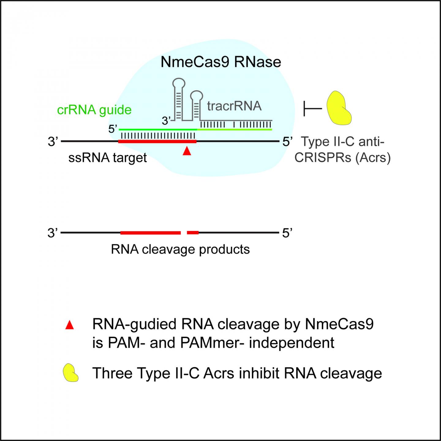 NmeCas9 CRISPR Cutting RNA