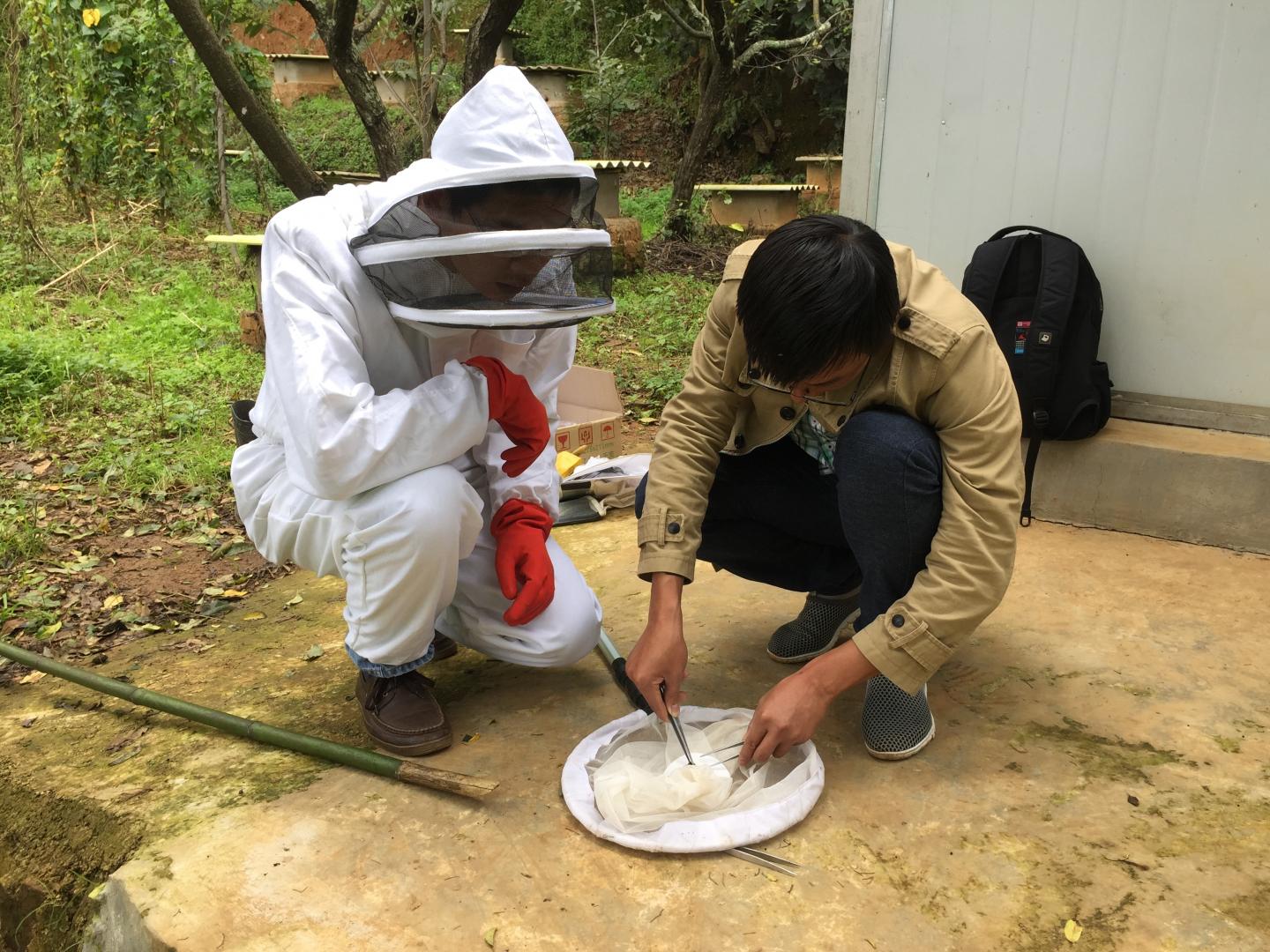 Coauthors Study Hornets