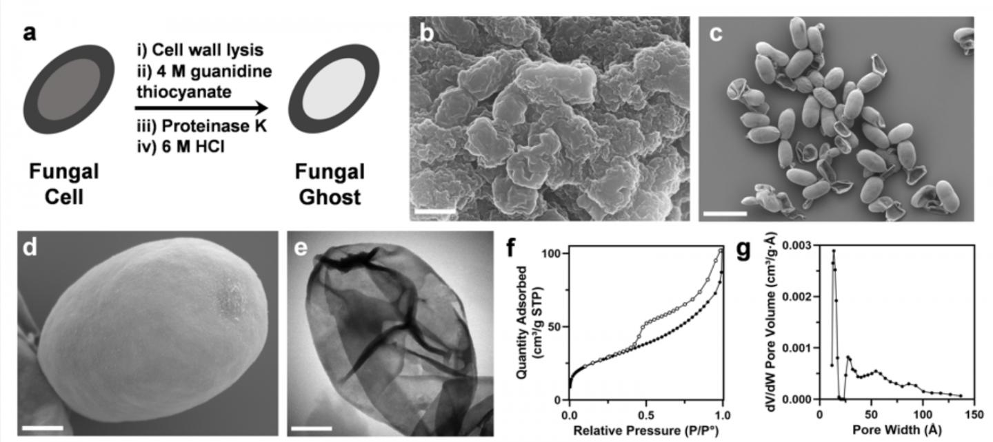 Fungal ghosts