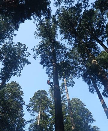 Associate Professor Ishii Climbing a Tall Japanese Cedar Tree for Leaf Sampling