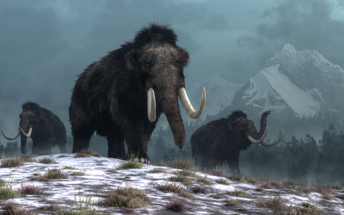 IMAGE THREE: A trio of woolly mammoths trudges over snow covered hills. Behind them, mountains with snow covered peaks rise above dark green forests of fir trees. Credit: Daniel Eskridge