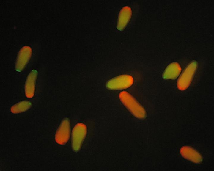 Heat-Tolerant Genes May Rescue Corals from Increasing Temperatures (8 of 8)