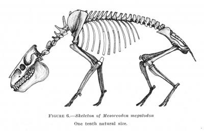Megalodon Skeleton