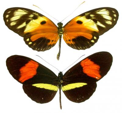 <i>Heliconius</i> Butterflies
