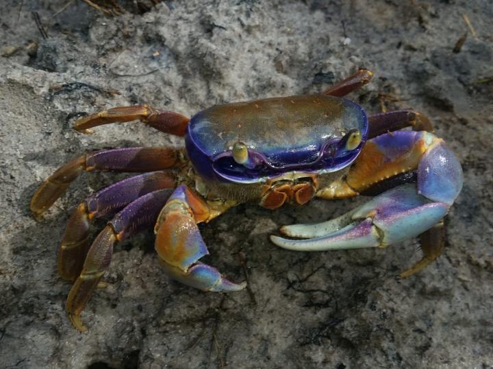 Blue land crab