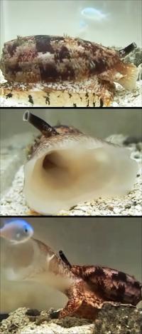 Fish-Hunting Cone Snails that Use Insulin for Prey Capture (1 of 2)