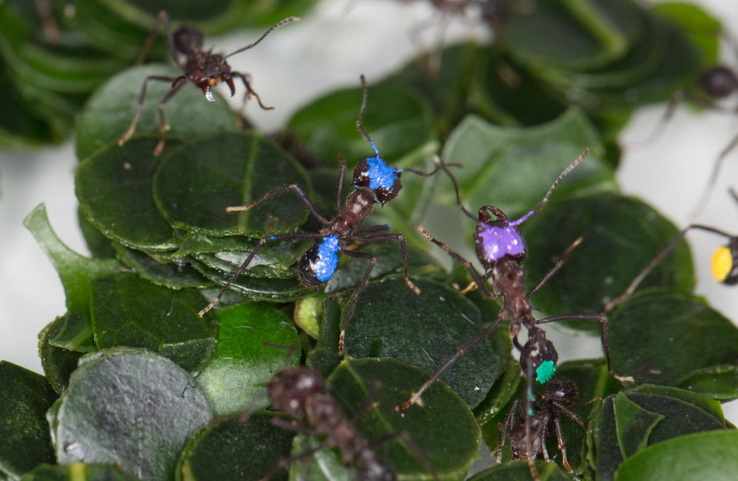 Leaf-cutting Ant Colony