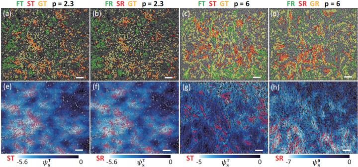 Spatial correlations between slow-dynamics (red ellipses) and low-structural-entropy (light blue) regions