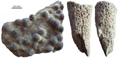 Reef-Forming Sponges, Early Triassic Era